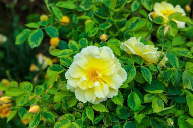 Gül bahçesinde açan güzel sarı gül çiçeği.