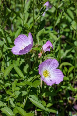 Bahçedeki gösterişli çiçeğin düzgünce açan çiçekleri..