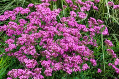 Karpuz bitkisinin düzgünce açan çiçekleri ve yazın ilk bahçesinde sinekkapan çiçekleri..