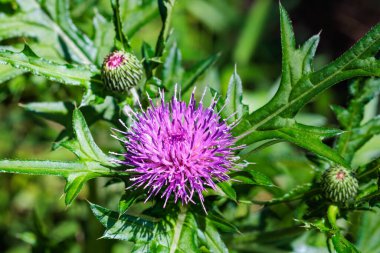 Çayırda açan güzel devedikeni çiçeği.