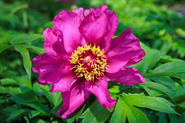 Bahçede açan pembe şakayık çiçeklerine yakın çekim.