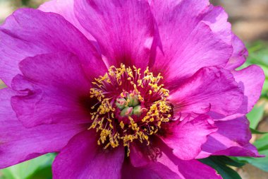 Bahçede açan pembe şakayık çiçeklerine yakın çekim.