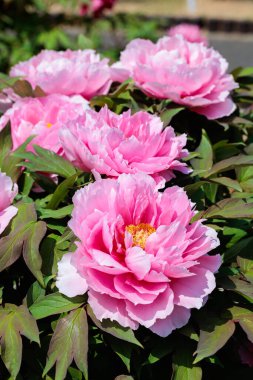 Bahçede açan pembe şakayık çiçeklerine yakın çekim.