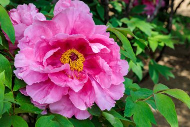 Bahçede açan pembe şakayık çiçeklerine yakın çekim.