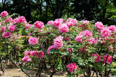 Bahçede açan pembe şakayık çiçekleri.