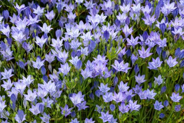 Güzel Trithelea Laxa çiçekleri yaz bahçesinde çiçek açıyor..