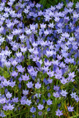 Güzel Trithelea Laxa çiçekleri yaz bahçesinde çiçek açıyor..