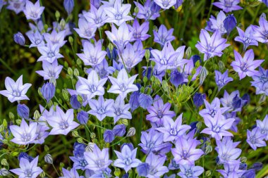 Güzel Trithelea Laxa çiçekleri yaz bahçesinde çiçek açıyor..