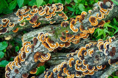 Sonbaharda geniş yapraklı bir ormanda yetişen hindi kuyruğu mantarının yakın çekimi..