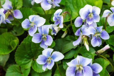 Bahar bahçesinde açan güzel viyola şerbeti çiçekleri..