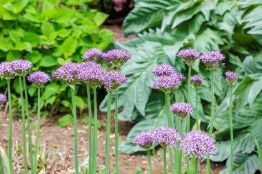 Eşsiz Allium stipitatum Büyük küresel çiçekli Violet Beauty flower.