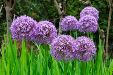 Eşsiz Allium stipitatum Büyük küresel çiçekli Violet Beauty flower.