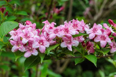 Bahçede çiçek açan Weigela Florida 'nın güzel pembe çiçekleri..