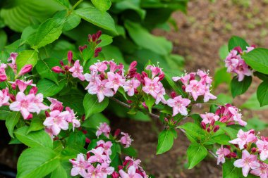 Bahçede çiçek açan Weigela Florida 'nın güzel pembe çiçekleri..