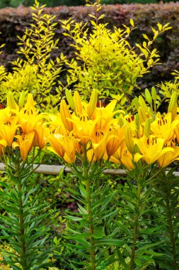 Güzel sarı zambaklar, yazın başında bir bahçede çiçek açıyor..