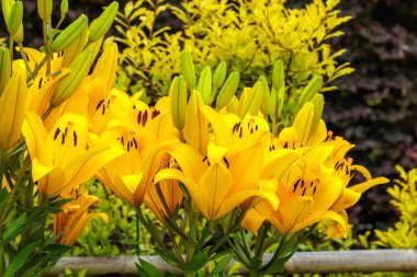 Güzel sarı zambaklar, yazın başında bir bahçede çiçek açıyor..