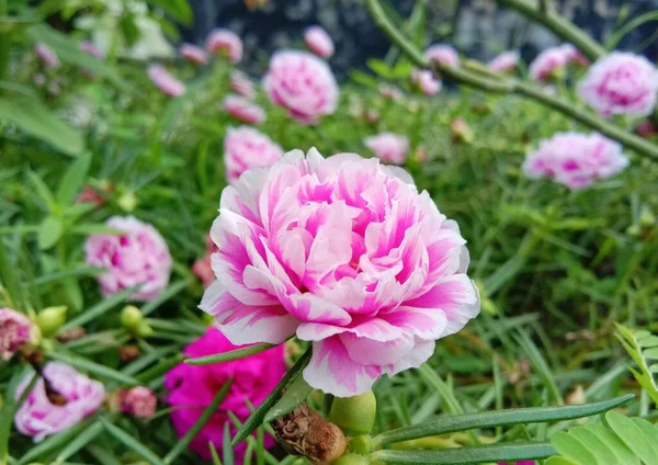 Rosa Rosa Flores Musgo Que Estão Florescendo Pela Manhã — Fotografia de Stock
