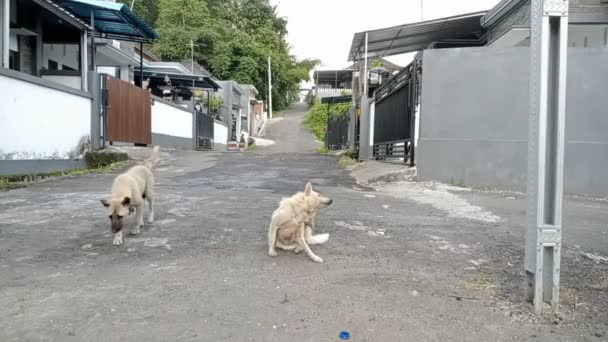 Zwei Zahme Straßenhunde Die Nachmittags Bali Spielen Und Wohngebiete Bewachen — Stockvideo