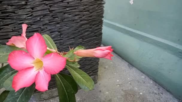 Japoński Różowy Frangipani Kwiaty Pełnym Rozkwicie Kwitnące Poza Doniczką — Wideo stockowe