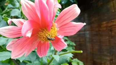 A honey bee sucking the red dahlia pinnata flower nectar