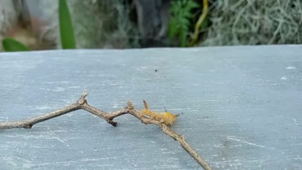 Cocoa Tussock Moth Still Shape Caterpillar Walking Small Branch — Stock Video