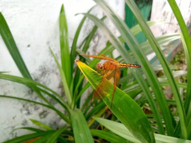 Kırmızı bir yusufçuk, nörofil dalgalanmaları, sabah güzel kokulu bir pandan yaprağına tüneyen dalgalar.