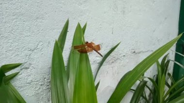 Bir kırmızı yusufçuk (nörofilizler) tüneyerek sabah kokulu pandan yaprakları üzerinde uçar.