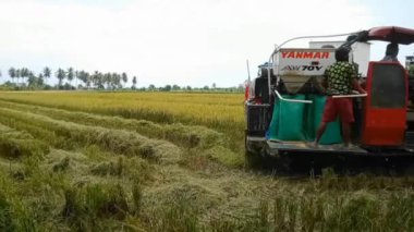 Parigi Moutong, Central Sulawesi, Endonezya - 29 Ağustos 2023: Çiftçiler tarlalardaki hasat sürecini hızlandırmak için YANMAR AW70V pirinç biçme makinesini kullanarak pirinç hasat ediyorlar.