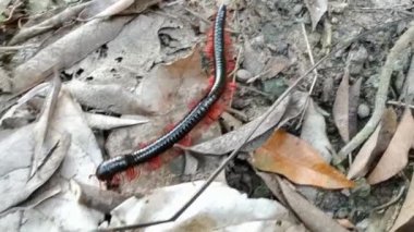 Büyük siyah bir kırkayak ya da diplomat kuru yaprak üzerinde sürünerek öğleden sonra yiyecek arıyor.