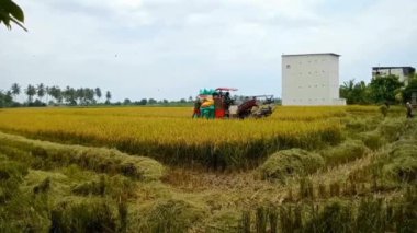 Parigi Moutong, Central Sulawesi, Endonezya - 29 Ağustos 2023: Çiftçiler tarlalardaki hasat sürecini hızlandırmak için YANMAR AW70V pirinç biçme makinesini kullanarak pirinç hasat ediyorlar.