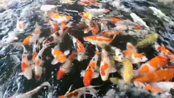Group Swimming Adult Koi Fish Cultivated Clear Freshwater Pond Day — Stock Video