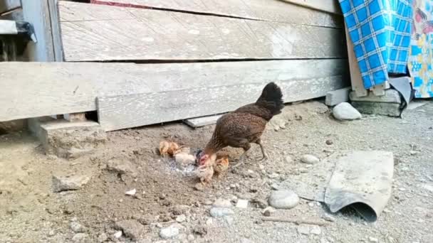 一天下午 一只母鸡妈妈和八只小鸡在村子边的房子里觅食 — 图库视频影像