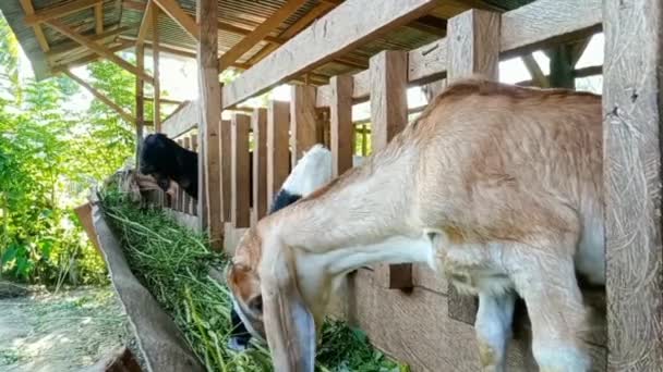 Group Goats Pen Eating Green Leaves Village Day — Stock Video