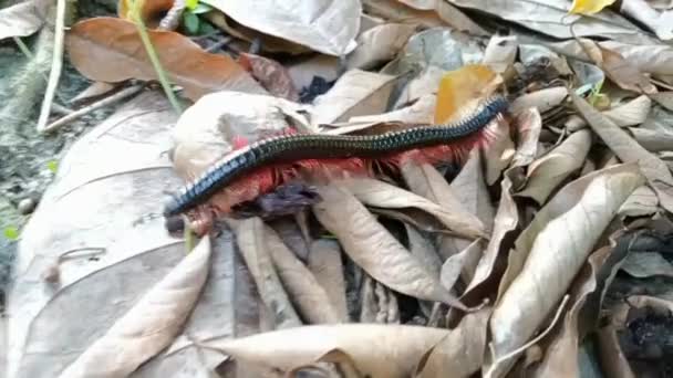Gran Milpiés Negro Diplopod Arrastrándose Sobre Hojarasca Seca Buscando Comida — Vídeo de stock