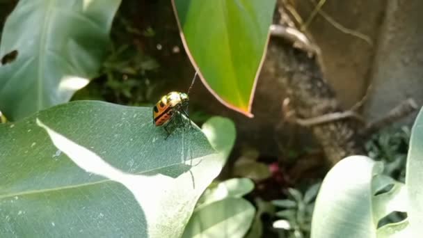 Färgglad Tectocoris Diophthalmus Insekt Sitter Toppen Ett Löv Morgonen — Stockvideo