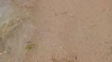 Küçük dalgalar sabah Bali 'deki Benoa Körfezi' nin beyaz kumlu kıyılarını kaplıyor..