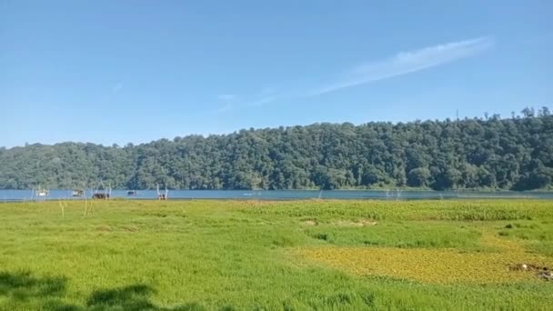 Piękny Widok Kemping Nad Brzegiem Jeziora Buyan Bali Słoneczny Poranek — Wideo stockowe