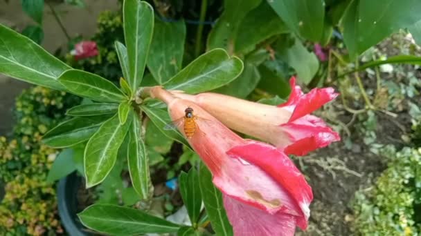 Kwiat Mucha Syrphid Mucha Która Ląduje Różowym Adenium Obesum Kwiat — Wideo stockowe