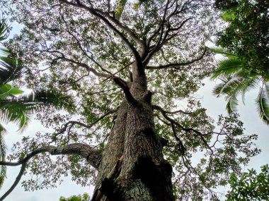 Bali 'de bir ormanın ortasında büyük bir Durian ağacının alçak açılı fotoğrafı..