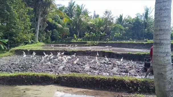 Tabanan Bali Endonezya Mart 2024 Sabahleyin Traktör Kullanarak Pirinç Tarlası — Stok video