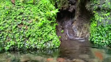 Temiz kaynak suyunun akışı yeşil ormandaki küçük bir gölete akar..
