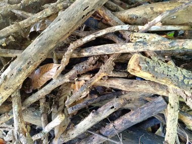 Yakacak odun olarak kullanılacak bir ağaç dalının arka plan dokusu.