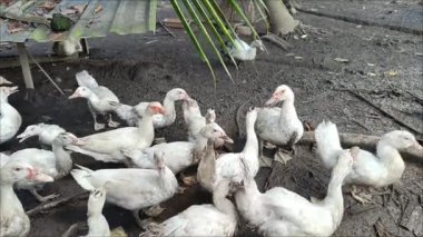 Kafesteki bir ördek sürüsünün et ve yumurtaları için yetiştiriliş videosu..