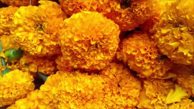 Hindular tarafından Endonezya, Bali 'deki dini ayinlerde sunulan hediyeleri tamamlamak için kullanılacak kadife çiçeği yığınının videosu..