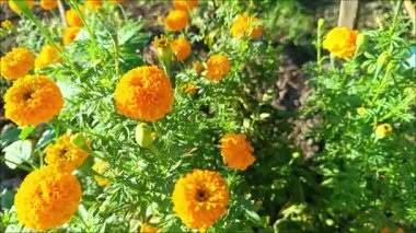Sabah çiçek bahçesindeki turuncu kadife çiçeklerinin video görüntüleri..