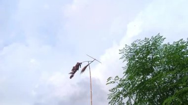 Rüzgâr akımından sonra dönen bambu yel değirmeninin video görüntüleri. Bu yel değirmeni bambudan yapılmış geleneksel bir oyuncak ve enerji kaynağı olarak rüzgarı kullanıyor..