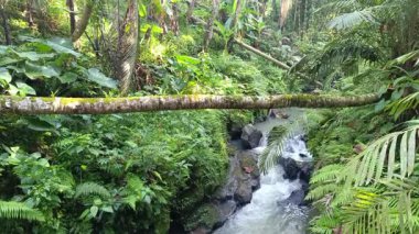 İçinden küçük bir nehrin aktığı yemyeşil bir tropikal ormanın manzarası. Nehrin karşısında düşen bir ağaç gövdesi var..