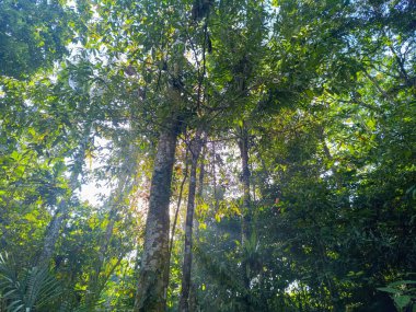 Uzun ağaçlar ve yaprakların arasından süzülen güneş ışığıyla yemyeşil bir tropikal orman manzarası..