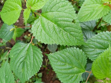 Isırgan yaprakları veya Urtica Dioica, karakteristik bir buruşuk yüzeye ve tırtıklı kenarlara sahiptir. Bu bitki ince tüyleriyle tanınır. Deriyle temas ettiğinde kaşınır ve acıtır..