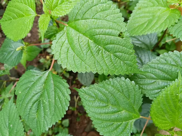 Isırgan yaprakları veya Urtica Dioica, karakteristik bir buruşuk yüzeye ve tırtıklı kenarlara sahiptir. Bu bitki ince tüyleriyle tanınır. Deriyle temas ettiğinde kaşınır ve acıtır..